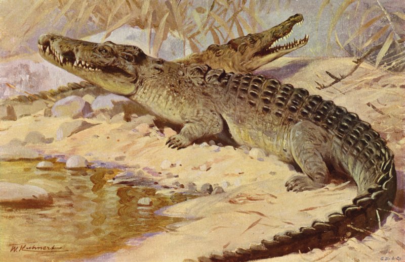 Crocodile du Nil - after Wilhelm Kuhnert