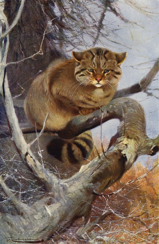 Chat sauvage - after Wilhelm Kuhnert