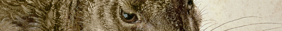 Lièvre brun (Albrecht Dürer), Detail: Kopf mit Auge und Schnurrhaaren