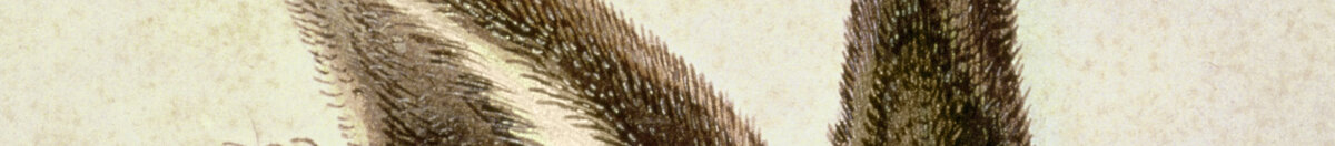 Lièvre brun (Albrecht Dürer), Detail: Aufgerichtete Ohren
