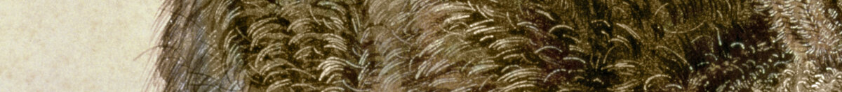 Lièvre brun (Albrecht Dürer), Detail: Fellzeichnung am Rücken