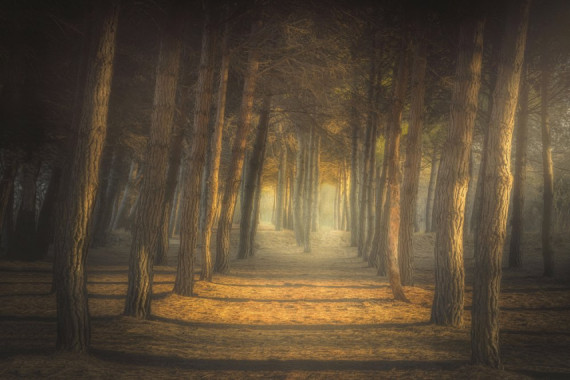 Ludovico Reale