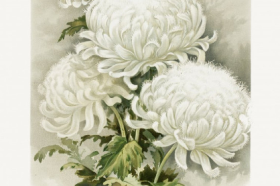 Sidney Thomas Callowhill