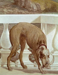 Chien sur un balcon (détail)