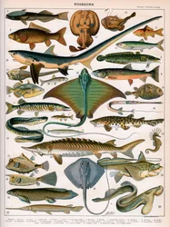 Illustration de Poissons de l