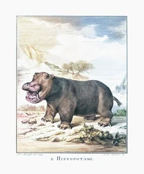 Un hippopotame (Hippopotamus amphibius)