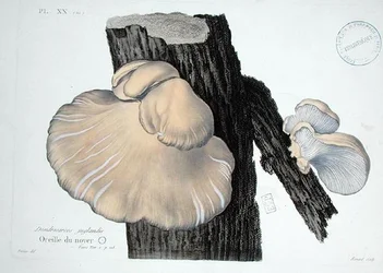 Dendrosarcos juglandis, planche 20 de 