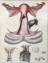 Anatomie de l