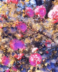 Roses pour la Vierge Marie