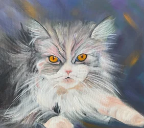 Chat Maine-Coon