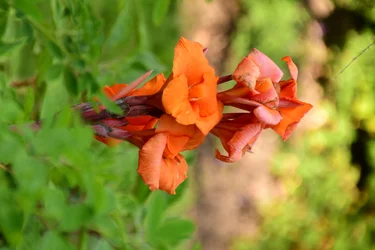 Des roses photographiées sur un fond naturel et artistique aux teintes douces.
