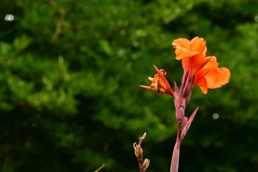Des roses photographiées sur un fond naturel et artistique aux teintes douces.