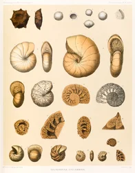 Thurammina-Cyclammina (Foraminifera PL. XXXVII) ? du « Voyage du HMS Challenger 1873-76 » publié en 1884