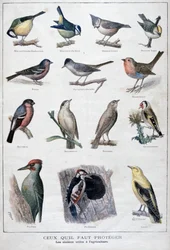 Oiseaux utiles en agriculture, 1896