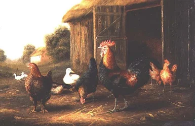 Poules et canards dans une cour de ferme