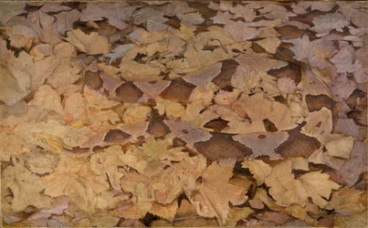 Serpent Copperhead sur des feuilles mortes, étude pour le livre Concealing Coloration in the Animal Kingdom