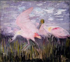 Spatules rosées, étude pour le livre Concealing Coloration in the Animal Kingdom, vers 1905-1909