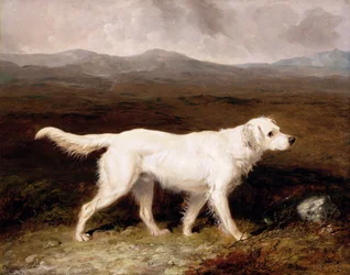 Le setter anglais blanc de Charles Brett, « Sam », dans un paysage de lande
