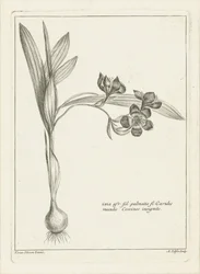 Ixia