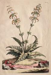 Phytographia Curiosa : Horminum Indicum Majus