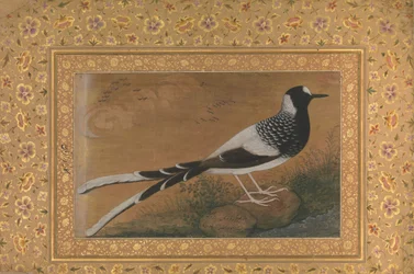 Spotted Forktail, Folio de l