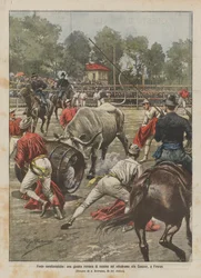Fêtes caractéristiques, une joute romaine de vaches au vélodrome des Cascine, à Florence
