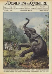 Avant de quitter la Somalie, le Roi est allé chasser les éléphants