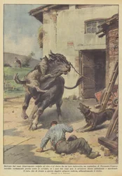 Sauvé par les chiens