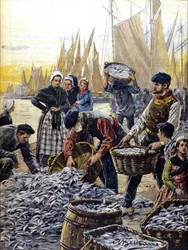 Pêche à la sardine en Bretagne en 1903 illustration d