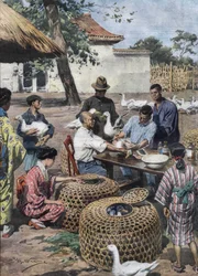 Jardin du palais impérial de Tokyo : vaccination et assistance vétérinaire pour les canards afin de les protéger du choléra. Illustration d