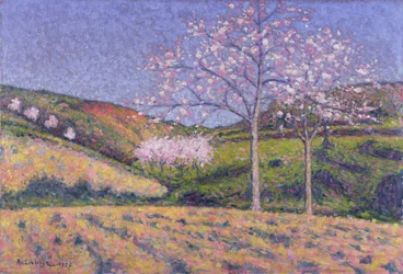 Amandiers en fleurs