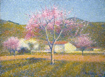 Un verger au printemps (pommiers en fleurs)
