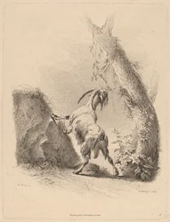 Chèvre dans un paysage