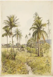 Palmiers, Colima