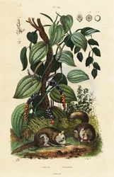 Poivre noir et écureuil volant du sud