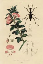 Buisson de satin du Cap et coléoptère