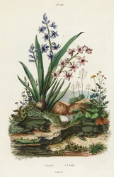 Jacinthe de jardin et grenouille paradoxale
