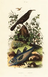 Babillard à couronne grise et poisson cardinal noir
