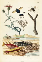 Centaurée, poissons et mouches coléoptères