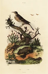 Pipit des prés et crapaud de Suriname