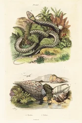 Coquille de figue en papier et python améthyste