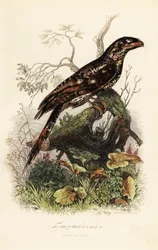 Podarge papou, Podargus papuensis