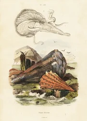 Coquilles de plume ou moules éventail (1834-1839) (gravure)