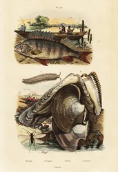 Perche, huître perlière, ver de velours et chrysopidé (1834-1839) (gravure)