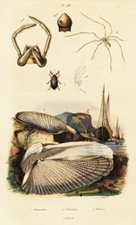 Pholade, palourde, coléoptère et araignée