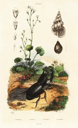 Coléoptère rhinocéros, escargot et saxifrage
