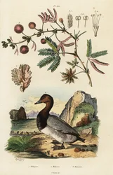 Gingembre de mer, fuligule et sensitive (gravure)