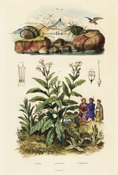 Escargots de mer et plante de tabac, 1834-1839 (gravure)