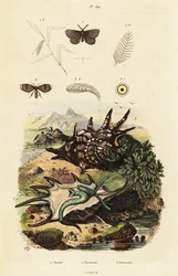 Conque araignée et mouches de drainage