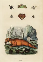 Morse et mouches (gravure)